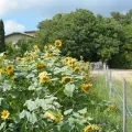 Un groupe d'enfant avance vers le bâtiment de l'Écolothèque en passant près de tournesols