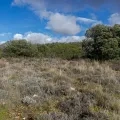 Photo de la garrigue méditerranéenne