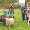 Des enfants et des parents autour d'un troupeau de moutons