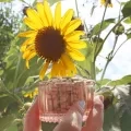 Un récipient rempli de graines de tournesol est tenu devant une fleur de tournesol