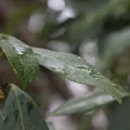 Des feuilles de laurier couvertent de gouttes de pluie