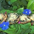 Les tartelettes sont installées au potager sur des feuilles d'épinard et quelques fleurs comestibles déposées autour : capucine et sauge