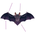 Illustration d'une chauve-souris avec des flèches pointant sur des parties de son corps