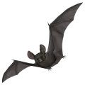 Illustration d'une chauve-souris en vol