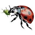 Illustration d'une coccinelle mangeant un puceron