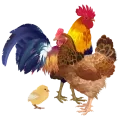 IIlustration d'un coq, d'une poule et d'un poussin