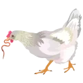 Illustration d'une poule tenant un ver de terre dans son bec