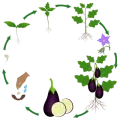 Cercle composé de flèches entrecoupées d'illustrations des différentes étapes du cycle de l'aubergine de la graine au fruit