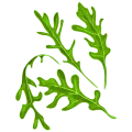 Illustration de feuilles de roquette