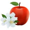 Illustration de fleurs de pommier et d'une pomme