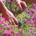 Deux mains d'adulte tiennent une affichette de plante sans fleur au dessus de la même plante fleurie