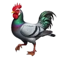 Chimère coq pigeon canard