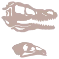 Crâne de raptor et de poule