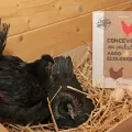 Le livre Concevoir son poulailler agroécologique est présenté au milieu de la paille, à côté de deux poules couvant leurs oeufs