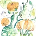 dessin de courges