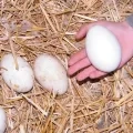 Des œufs sur de la paille dont un sur une main d'enfant