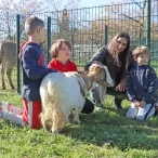 Un groupe d'enfants et leur animatrice caressent une chèvre