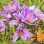 Vacances d'automne - 28 au 31 octobre 2019