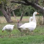 Mercredis de novembre 2017