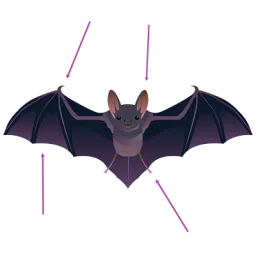 Illustration d'une chauve-souris avec des flèches pointant sur des parties de son corps