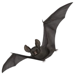 Illustration d'une chauve-souris en vol