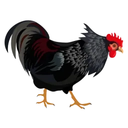 Illustration d'un coq noir avec les plumes du cou hérissées