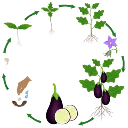 Cercle composé de flèches entrecoupées d'illustrations des différentes étapes du cycle de l'aubergine de la graine au fruit