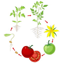 Cercle composé de flèches entrecoupées d'illustrations des différentes étapes du cycle de la tomate de la graine au fruit