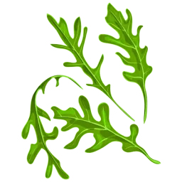 Illustration de feuilles de roquette