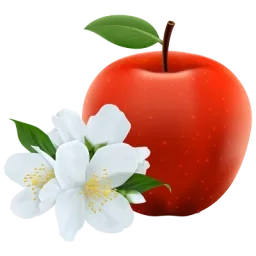 Illustration de fleurs de pommier et d'une pomme