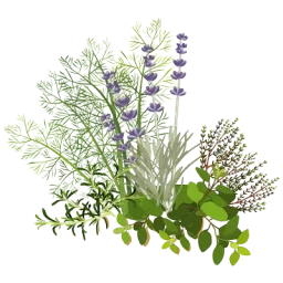 Illustration d'un bouquet d'herbes de Provence (romarin, fenouil, lavande, thym, origan...)