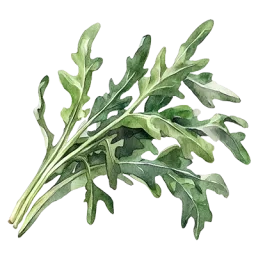 Roquette