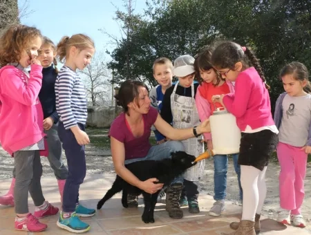 Des enfants avec leur animatrice donnent le biberon à un agneau