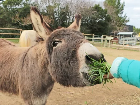 Une main d'enfant donne de l'herbe à un âne