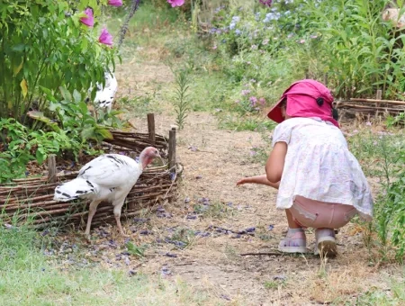 Une fillette tend sa main vers un dindoneau dans un jardin