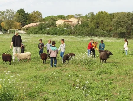 Des enfants et leur animateur donnent du lierre aux moutons dans un pré