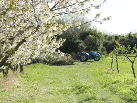 Arbres fruitiers fleuris et espace enherbé avec un tracteur au loin et une haie derrière