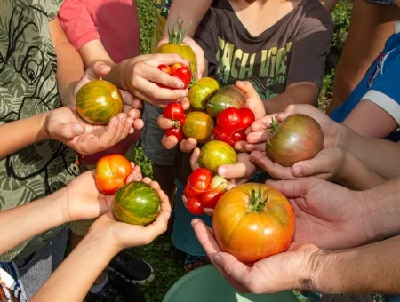 Des mains d'enfants tenant des tomates du potager