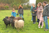 Des enfants et des parents autour d'un troupeau de moutons