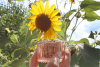 un récipient rempli de garines de tournesol est tenu devant une fleur de tournesol