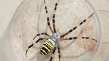 Araignée au corps rayé jaune et noire