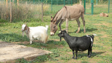 deux chèvres et un âne partagent un enclos