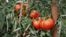 Gros plan de tomates sur leurs pieds
