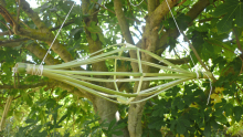 Un yoyo en canne de Provence suspendu à un arbre
