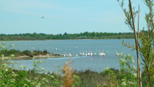 Vue sur l'étang du Méjean avec les flamants roses