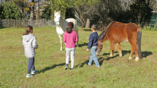 3 enfants de dos tentent de s'approcher de deux chevaux dans un pré