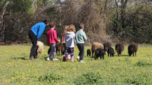 un groupe d'enfant et une adulte approchent le troupeau de mouton dans leur pré