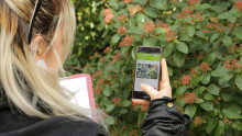 une personne prend en photo une plante avec on téléphone afin de l'identifier avec l'application Plant'Net