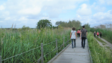 Des participants visitent le site du Méjean en passant sur une passerelle en bois au milieu de plantes