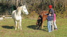 2 enfants et un animateur approchent en douceur deux chevaux dans un pré